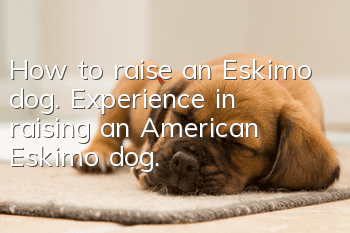 How to raise an Eskimo dog. Experience in raising an American Eskimo dog.