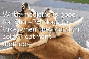 What medicine is good for Shar-Pei dogs to take when they catch a cold? Treatment methods for Chinese Shar-Pei dogs to take colds