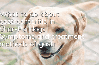What to do about gastroenteritis in Shar-Pei dogs? Symptoms and treatment methods of gastroenteritis in Chinese Shar-Pei dogs