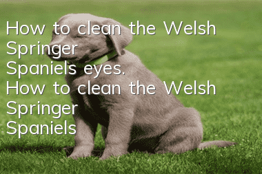 How to clean the Welsh Springer Spaniel's eyes. How to clean the Welsh Springer Spaniel's eyes.
