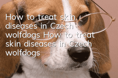 How to treat skin diseases in Czech wolfdogs How to treat skin diseases in Czech wolfdogs