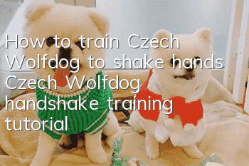 How to train Czech Wolfdog to shake hands Czech Wolfdog handshake training tutorial