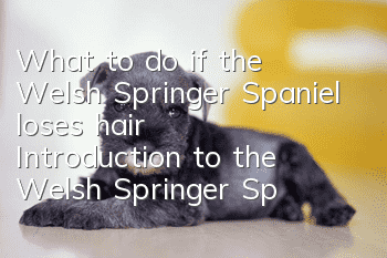 What to do if the Welsh Springer Spaniel loses hair? Introduction to the Welsh Springer Spaniel’s hair loss situation