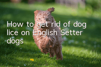 How to get rid of dog lice on English Setter dogs