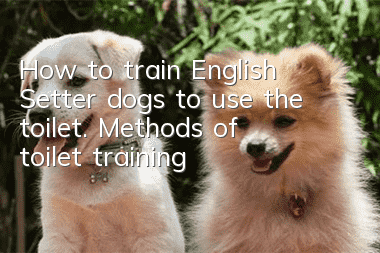 How to train English Setter dogs to use the toilet. Methods of toilet training