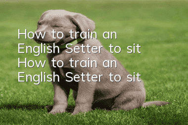 How to train an English Setter to sit? How to train an English Setter to sit?