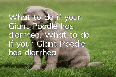 What to do if your Giant Poodle has diarrhea. What to do if your Giant Poodle has diarrhea.