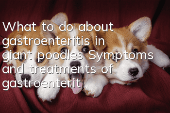What to do about gastroenteritis in giant poodles Symptoms and treatments of gastroenteritis in giant poodles