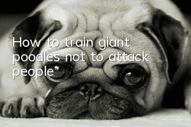 How to train giant poodles not to attack people