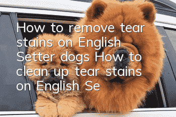How to remove tear stains on English Setter dogs How to clean up tear stains on English Setter dogs