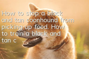 How to stop a black and tan coonhound from picking up food. How to train a black and tan coonhound not to pick up food.