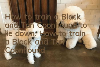 How to train a Black and Tan Coonhound to lie down. How to train a Black and Tan Coonhound to lie on its side.
