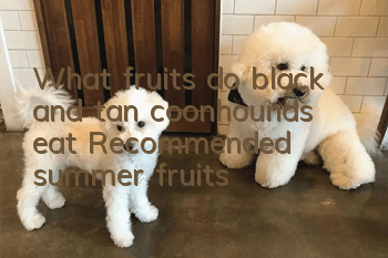 What fruits do black and tan coonhounds eat? Recommended summer fruits