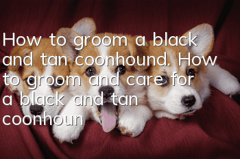 How to groom a black and tan coonhound. How to groom and care for a black and tan coonhound.