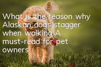 What is the reason why Alaskan dogs stagger when walking? A must-read for pet owners!