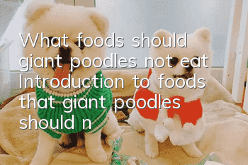 What foods should giant poodles not eat? Introduction to foods that giant poodles should not eat.