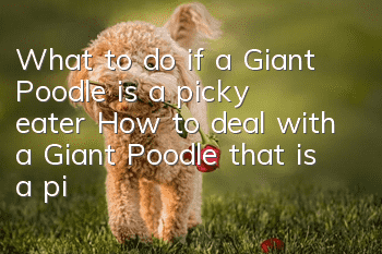 What to do if a Giant Poodle is a picky eater How to deal with a Giant Poodle that is a picky eater