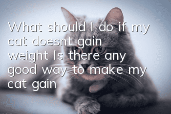 What should I do if my cat doesn’t gain weight? Is there any good way to make my cat gain weight?