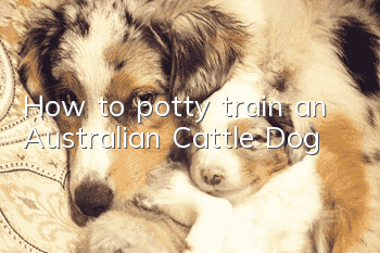 How to potty train an Australian Cattle Dog