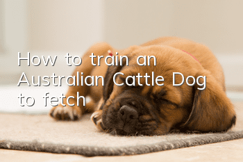 How to train an Australian Cattle Dog to fetch