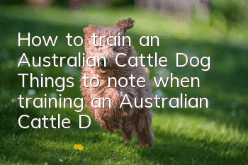 How to train an Australian Cattle Dog? Things to note when training an Australian Cattle Dog.
