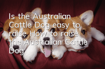 Is the Australian Cattle Dog easy to raise? How to raise the Australian Cattle Dog?