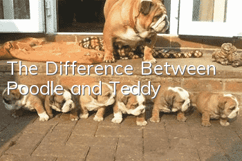 The Difference Between Poodle and Teddy