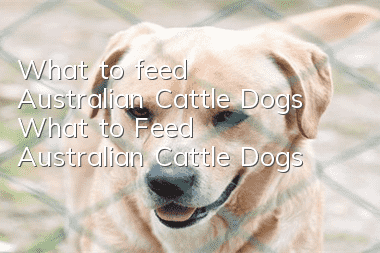 What to feed Australian Cattle Dogs What to Feed Australian Cattle Dogs