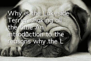 Why is the Lakeside Terrier shaking all the time? An introduction to the reasons why the Lakeside Terrier is shaking.