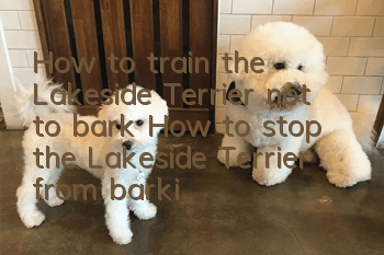How to train the Lakeside Terrier not to bark? How to stop the Lakeside Terrier from barking?