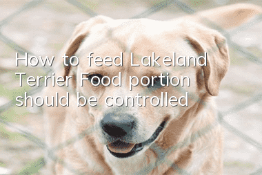 How to feed Lakeland Terrier Food portion should be controlled