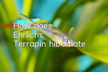How does Ehrlich's Terrapin hibernate?