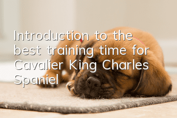 Introduction to the best training time for Cavalier King Charles Spaniel