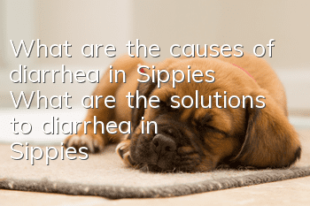 What are the causes of diarrhea in Sippies? What are the solutions to diarrhea in Sippies?