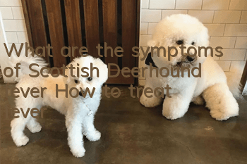 What are the symptoms of Scottish Deerhound fever? How to treat fever?