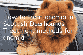 How to treat anemia in Scottish Deerhounds? Treatment methods for anemia