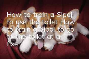 How to train a Sipaj to use the toilet? How to train a Sipaj to go to the toilet at a fixed location