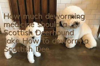 How much deworming medicine should a Scottish Deerhound take? How to deworm a Scottish Deerhound?