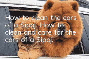 <i>How to clean the ears of a Sipaj. How to clean and care for the ears of a Sipaj.</i>