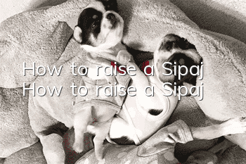 How to raise a Sipaj How to raise a Sipaj