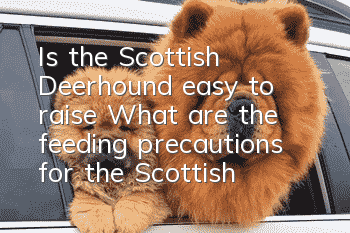 Is the Scottish Deerhound easy to raise? What are the feeding precautions for the Scottish Deerhound?