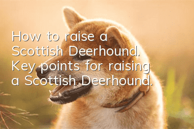 How to raise a Scottish Deerhound. Key points for raising a Scottish Deerhound.