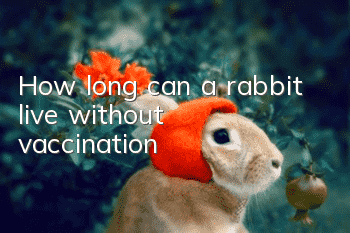 How long can a rabbit live without vaccination?