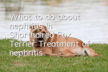 What to do about nephritis in Shorthaired Fox Terrier? Treatment of nephritis
