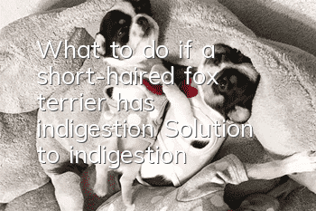 What to do if a short-haired fox terrier has indigestion? Solution to indigestion
