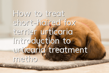 How to treat short-haired fox terrier urticaria? Introduction to urticaria treatment methods
