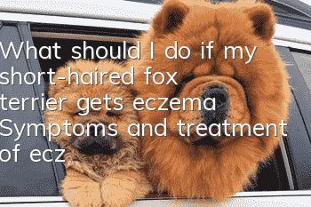 What should I do if my short-haired fox terrier gets eczema? Symptoms and treatment of eczema