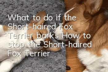 What to do if the Short-haired Fox Terrier barks? How to stop the Short-haired Fox Terrier from barking?