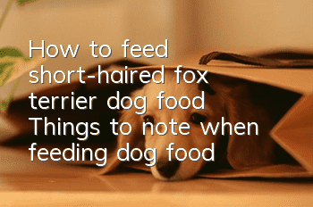 How to feed short-haired fox terrier dog food? Things to note when feeding dog food