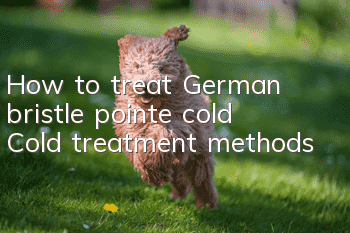 How to treat German bristle pointe cold? Cold treatment methods
